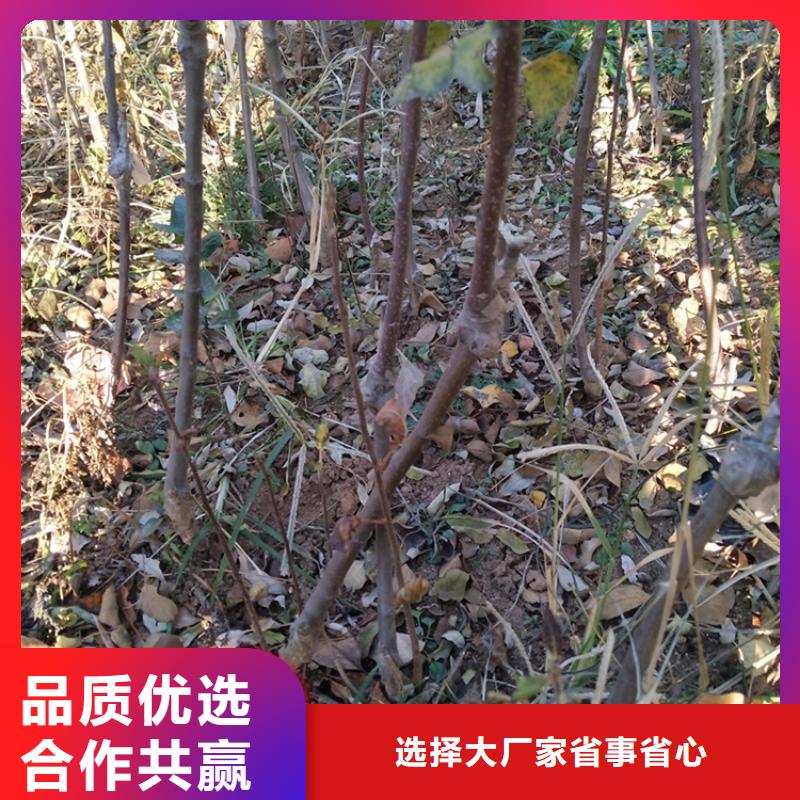 苹果_苹果苗对质量负责品质有保障