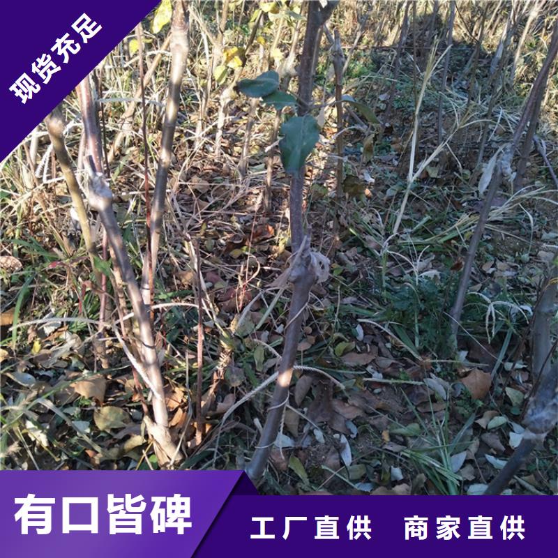 苹果桃树苗量大更优惠常年出售