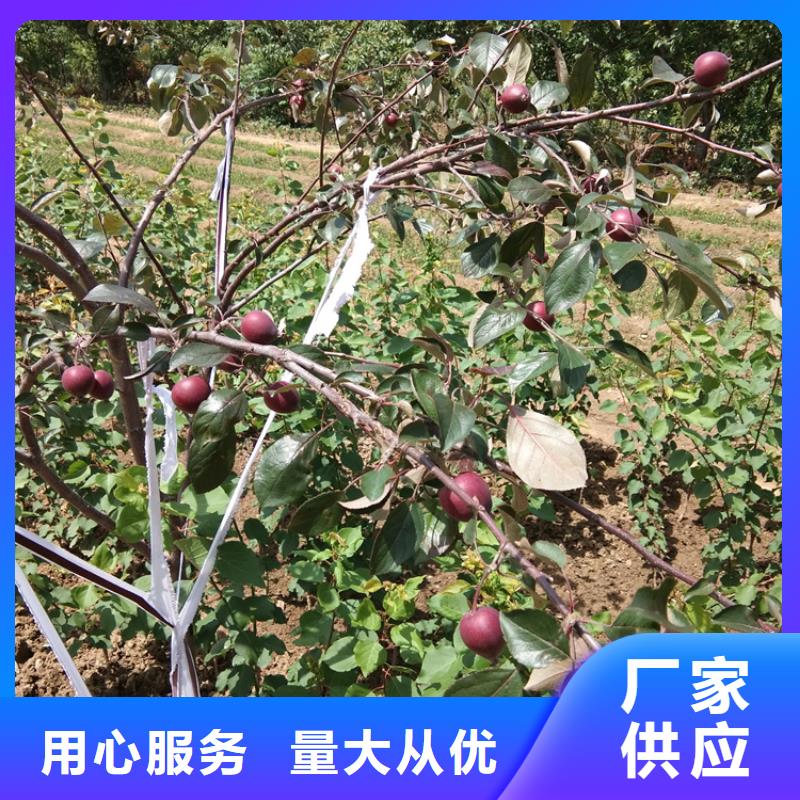 苹果,苹果苗厂家直销安全放心当地厂家值得信赖