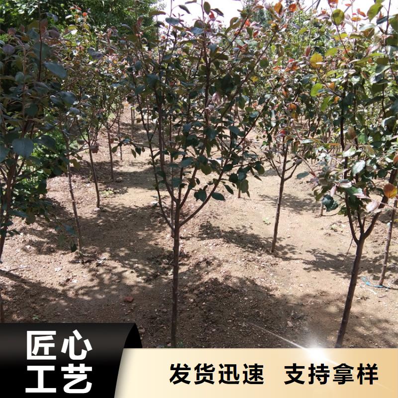 【苹果】苹果苗好产品放心购厂家货源稳定