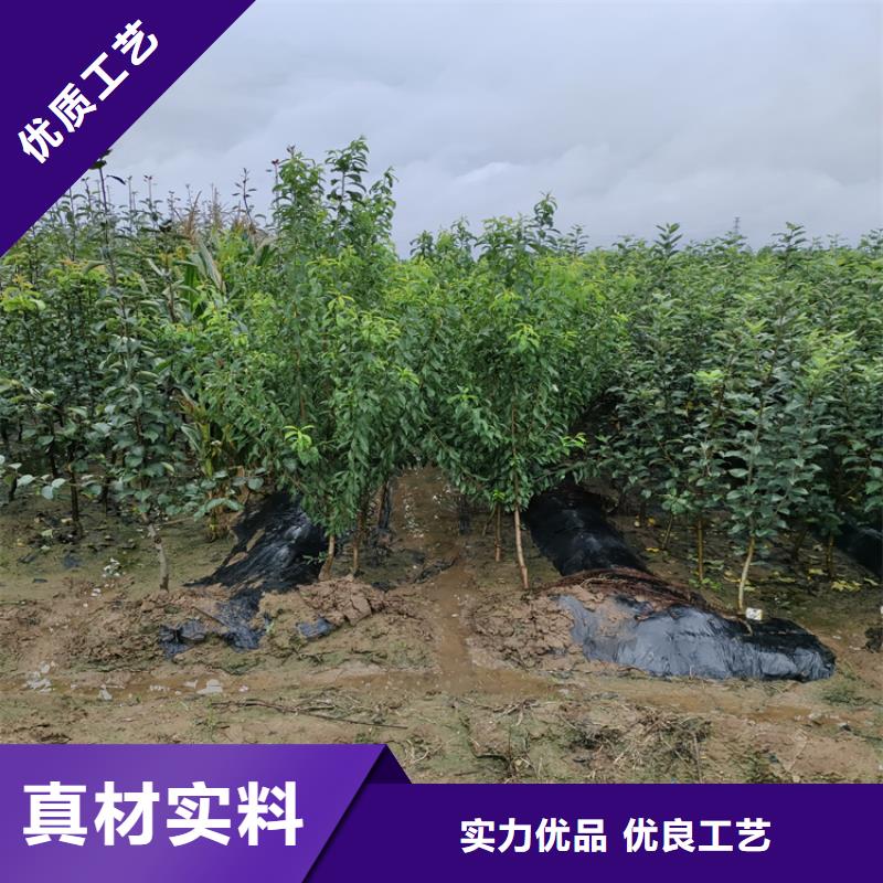 苹果_苹果苗追求品质用心制造