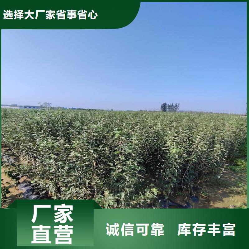 苹果桃树苗优选厂家放心得选择