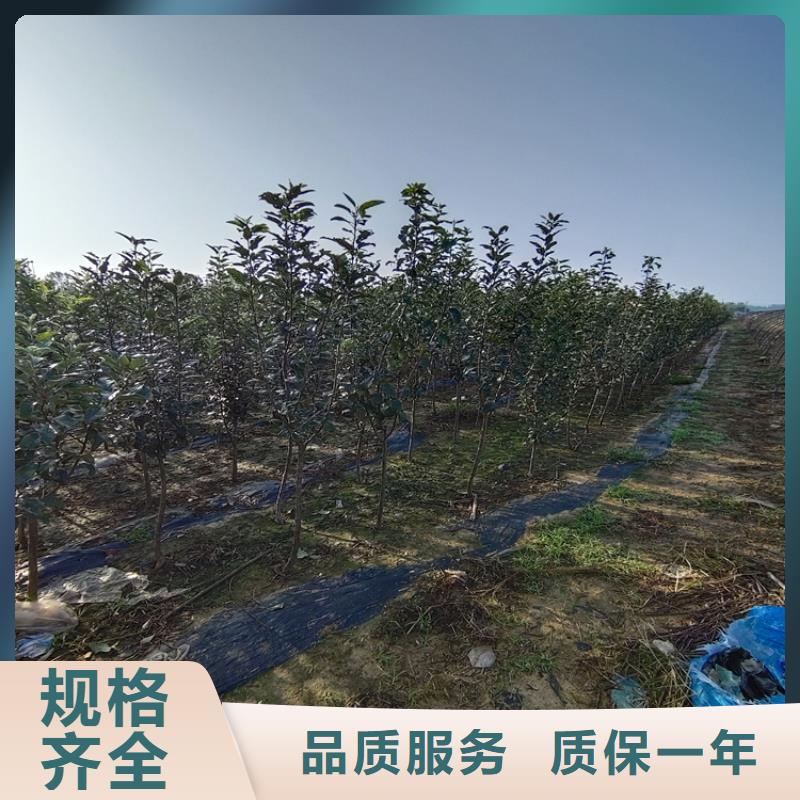 【苹果】,桃树苗使用方法质量无忧