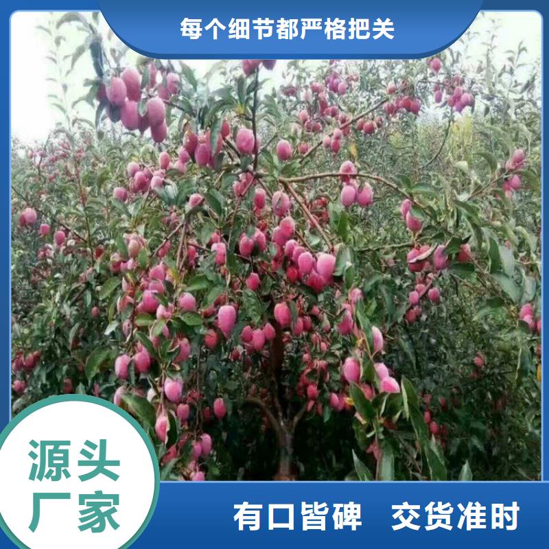 苹果【苹果苗】实体诚信经营出厂严格质检