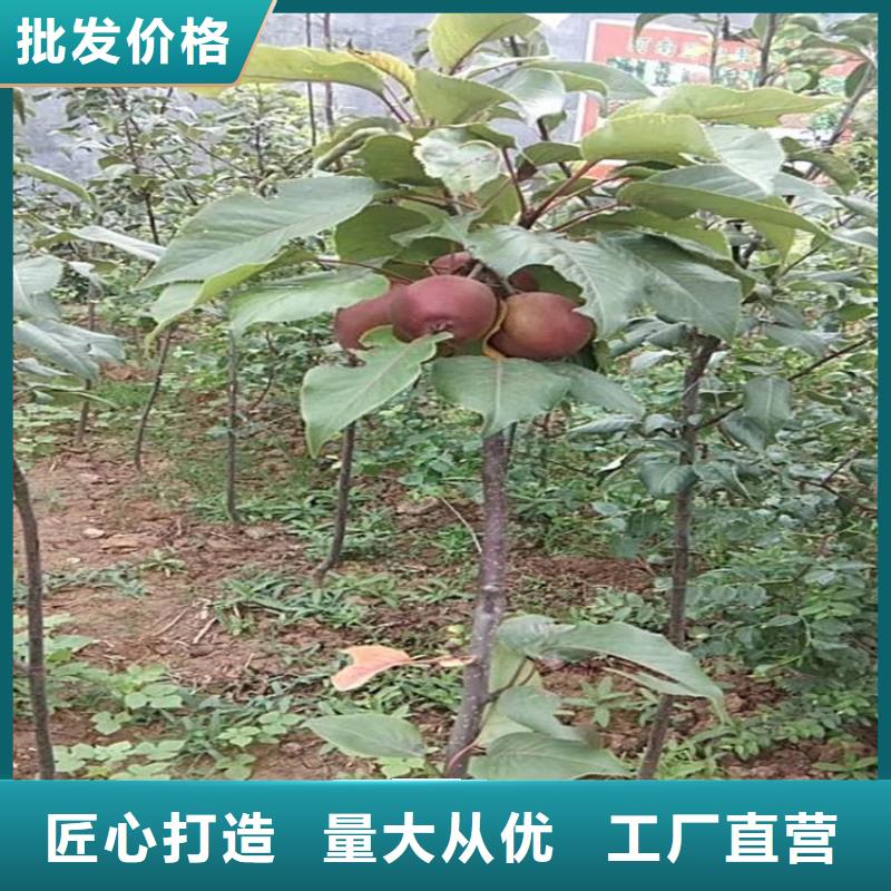 苹果梨树苗厂家直销供货稳定精益求精