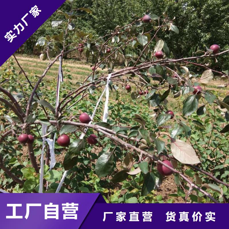 苹果-【樱桃苗】厂家案例N年专注