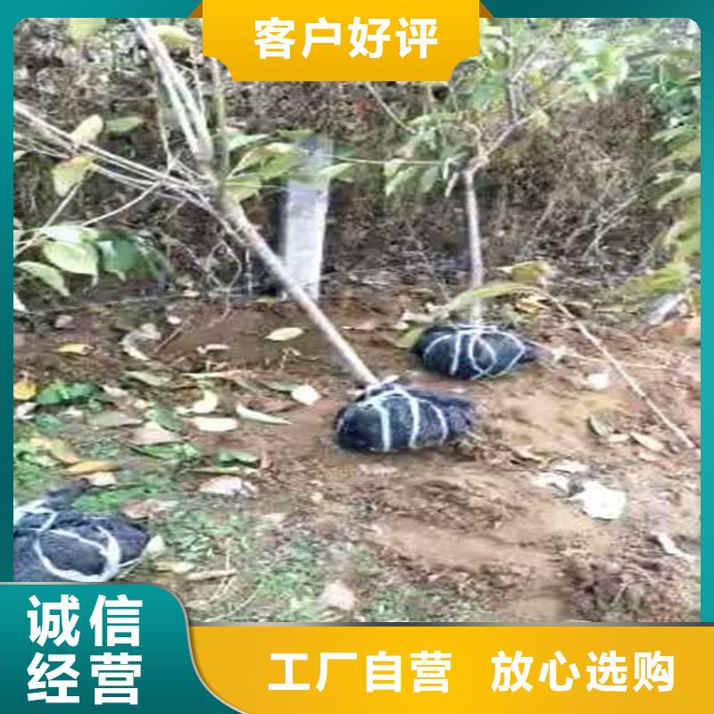 ​梨树-桃树苗大库存无缺货危机畅销当地