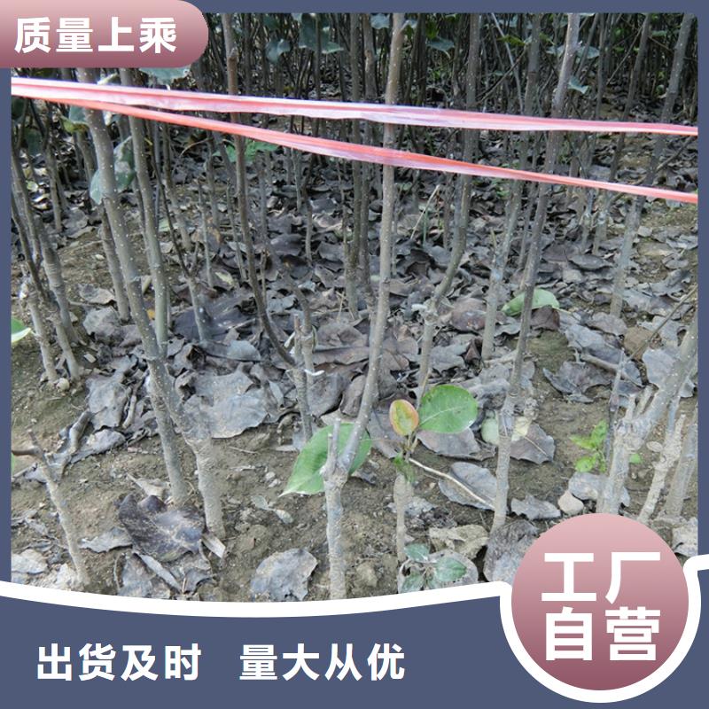 梨树-【苹果苗】口碑好实力强本地制造商