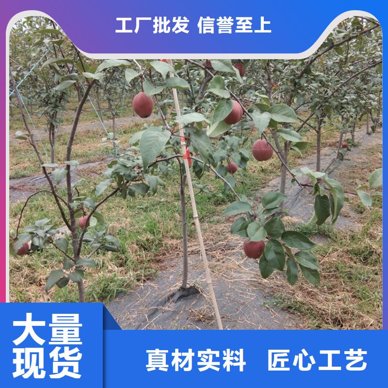 【梨树】苹果苗专业设计推荐厂家