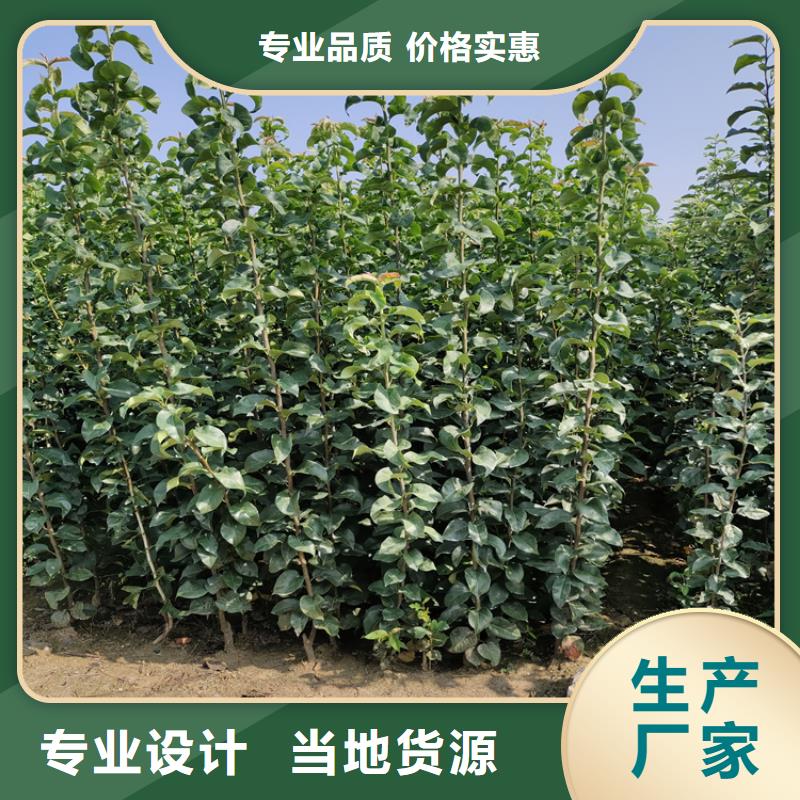 【梨树-无花果苗细节之处更加用心】助您降低采购成本