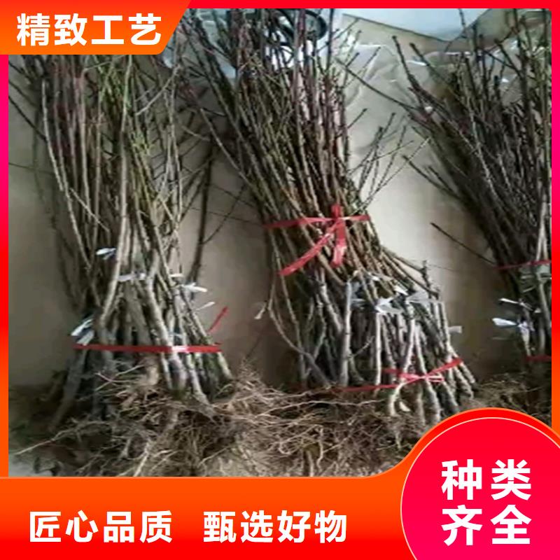 【桃苹果苗价格地道】附近经销商