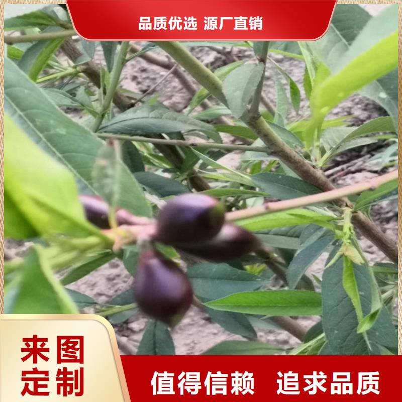 桃苹果苗专注品质工艺层层把关