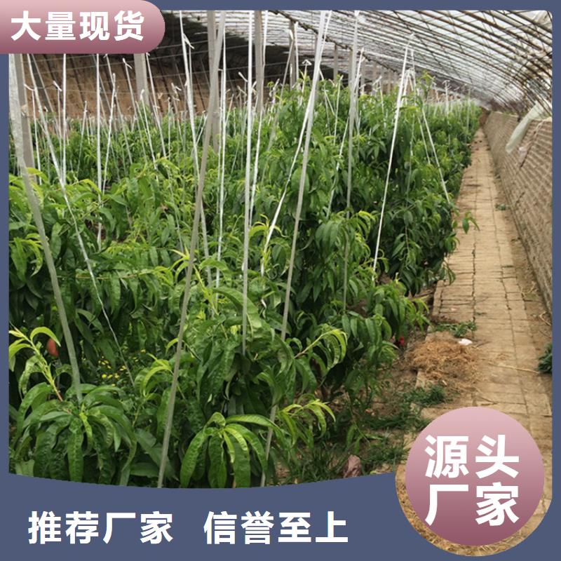 桃苹果苗送货上门附近服务商