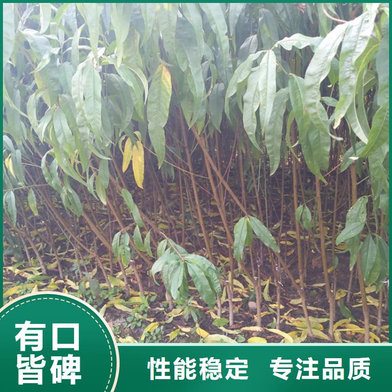 桃-蓝莓苗质量优选量大更优惠