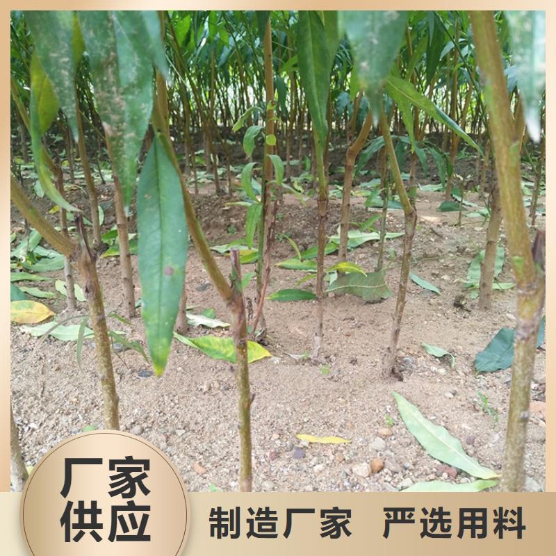 桃-蓝莓苗货源足质量好厂家货源稳定