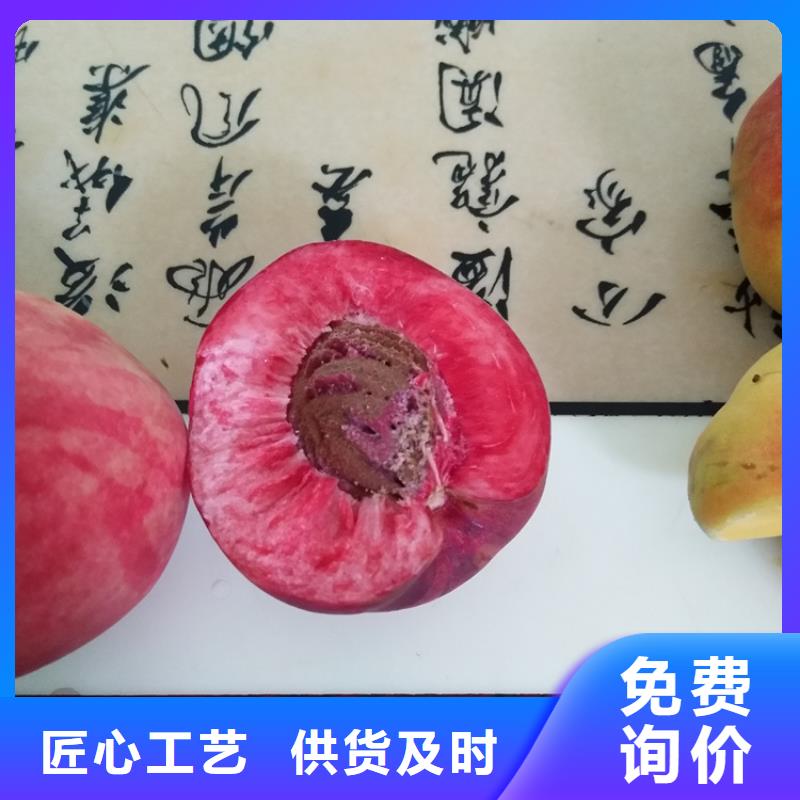 桃,杏树苗认准大品牌厂家库存丰富