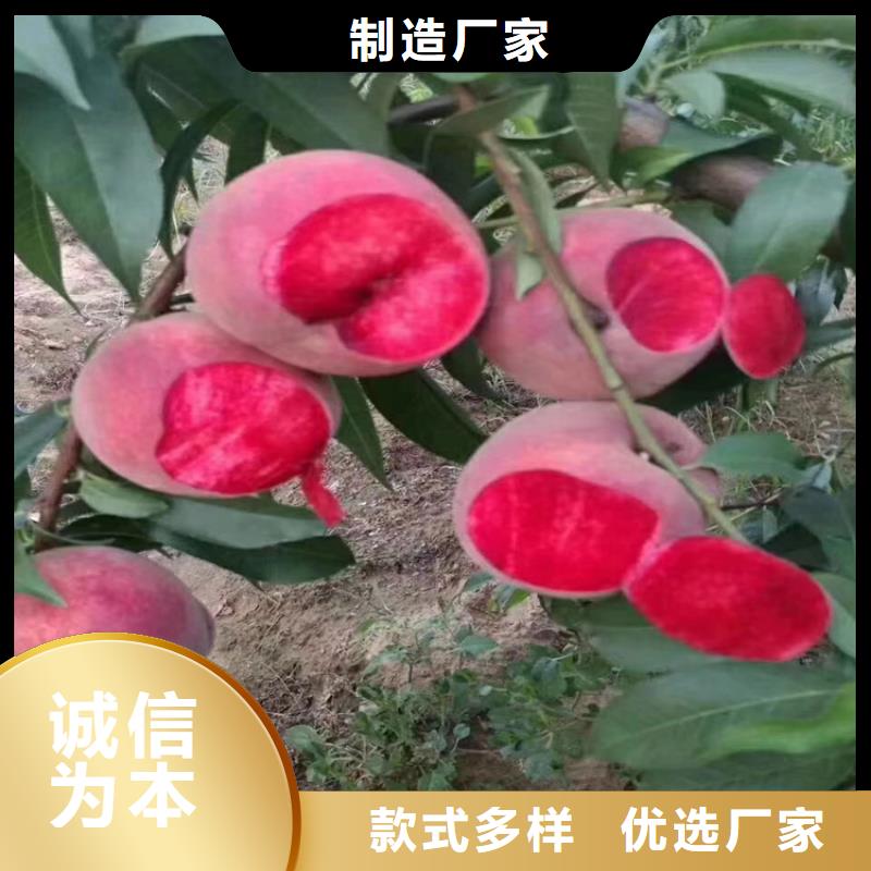 桃_蓝莓苗N年生产经验可接急单