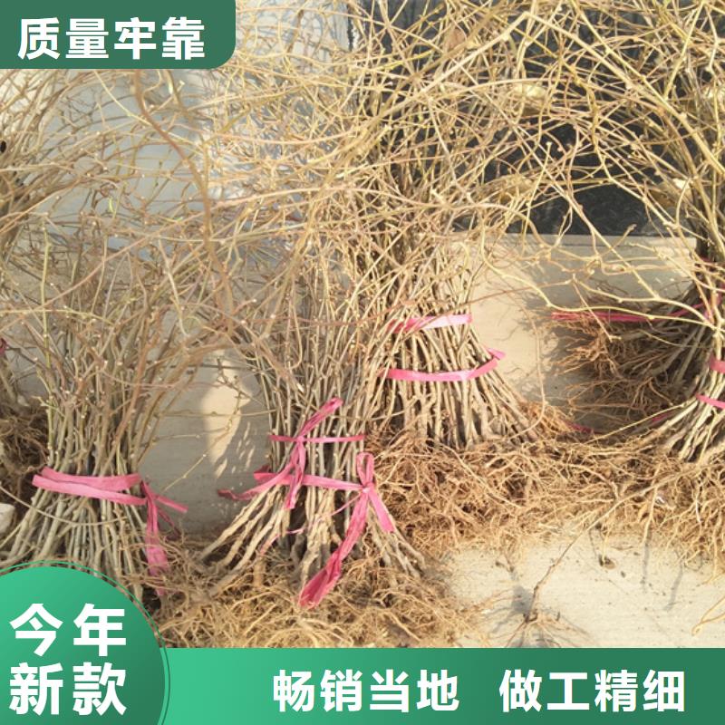 【猕猴桃,无花果苗价格实在】工厂批发