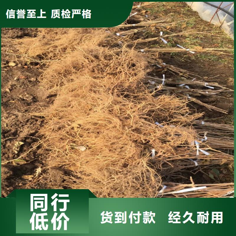 猕猴桃,【苹果苗】使用方法本地生产厂家