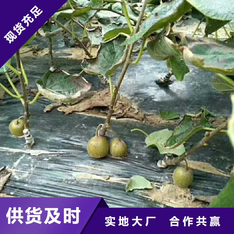 【猕猴桃奶油草莓厂诚信经营】附近品牌