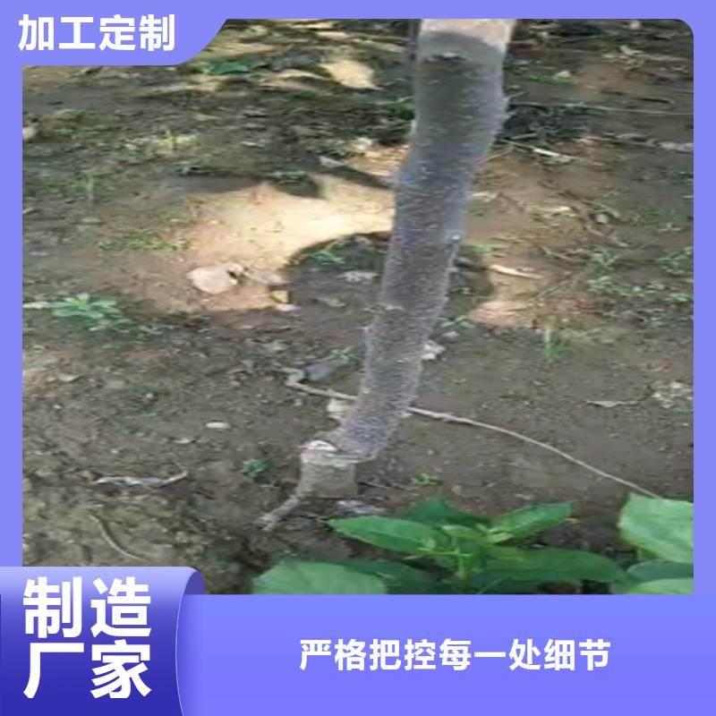 柿子_苹果苗精选优质材料同城生产商