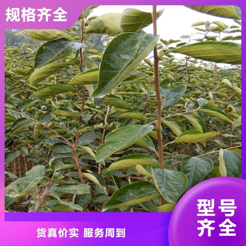 柿子苹果苗支持大小批量采购大量现货