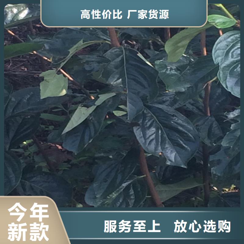 柿子-樱桃苗货到付款按需定做