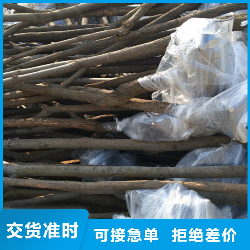 柿子桃树苗现货销售用品质说话