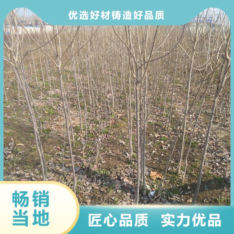 柿子【苹果苗】安心购{当地}供应商