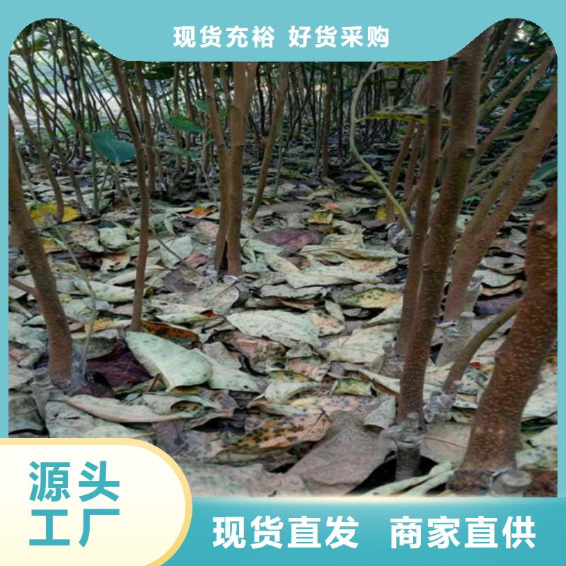 【柿子苹果苗工厂直供】本地生产商