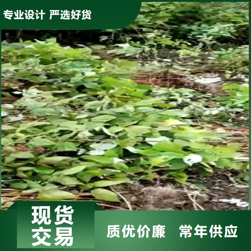 树莓梨树苗量大更优惠当地服务商