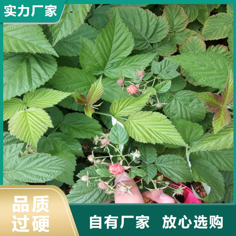 树莓石榴树当日价格价格低