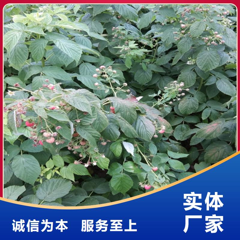 【树莓【猕猴桃苗】注重细节】不只是质量好