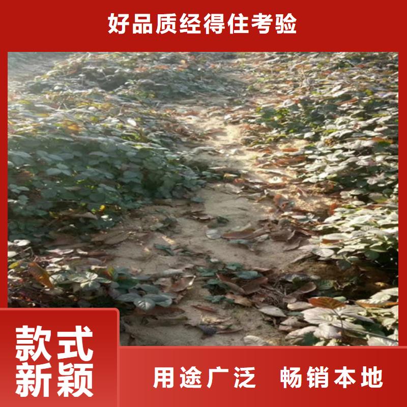 树莓-【无花果苗】性价比高货源足质量好