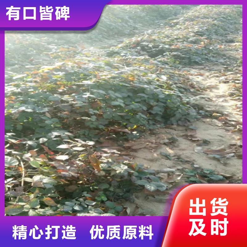 【树莓樱桃苗源头厂家】当地厂家