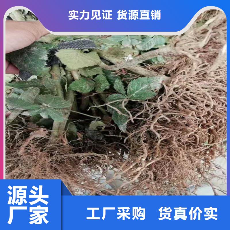 【树莓石榴苗产地源头好货】型号全价格低