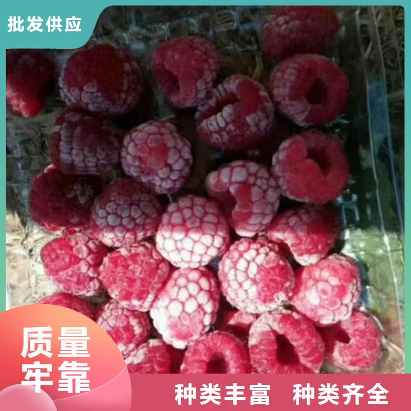 树莓苹果苗市场行情应用领域