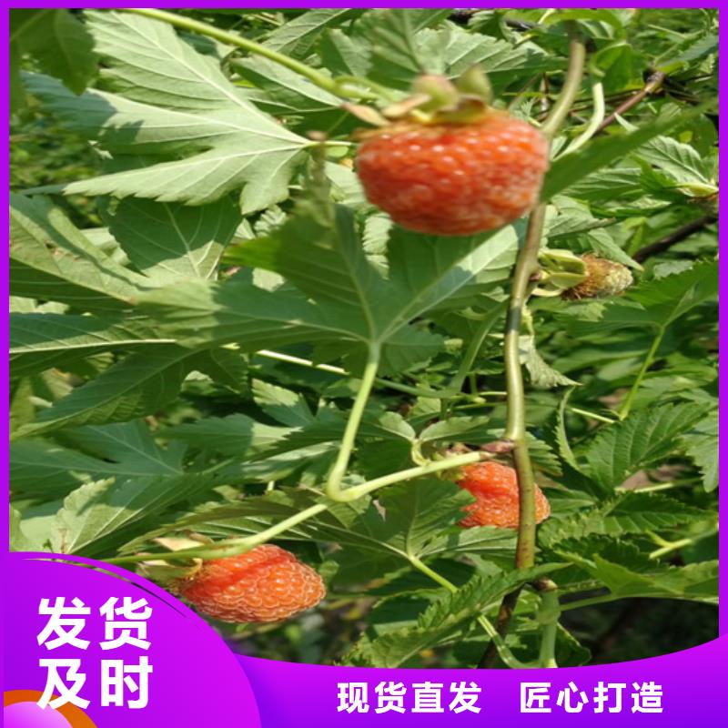 【树莓红颜草莓同行低价】今日价格