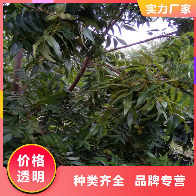 碧根果梨树苗层层质检同城经销商