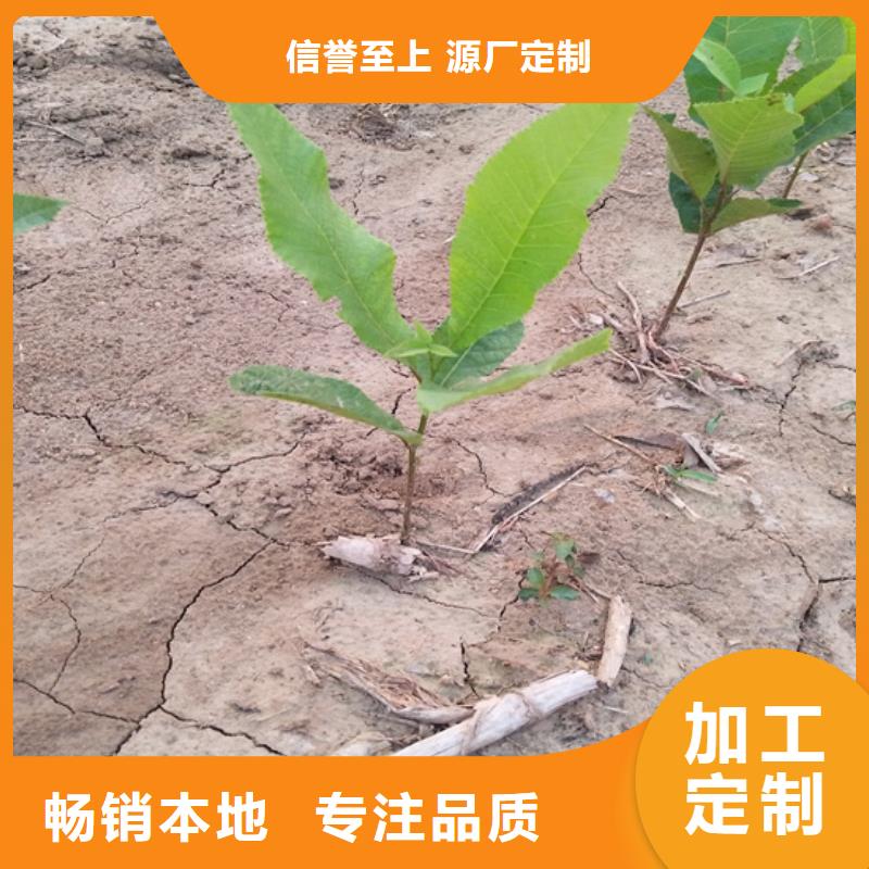 【碧根果】苹果苗厂家经验丰富同城经销商