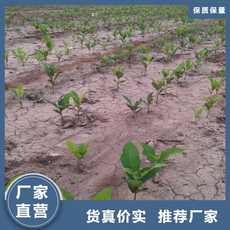 【碧根果苹果苗现货交易】工厂批发