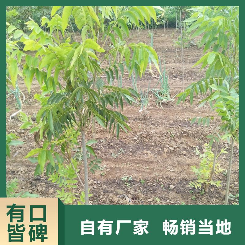 【碧根果】,梨树苗厂家规格全同行低价