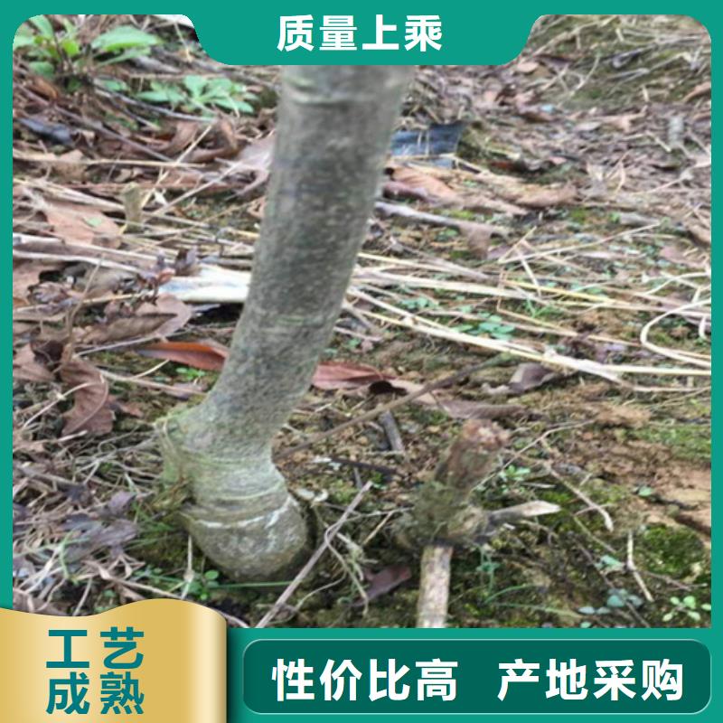 碧根果苹果苗做工细致支持定制加工