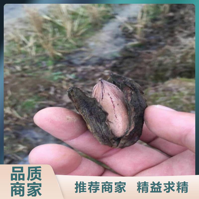 碧根果樱桃苗品质优选注重细节