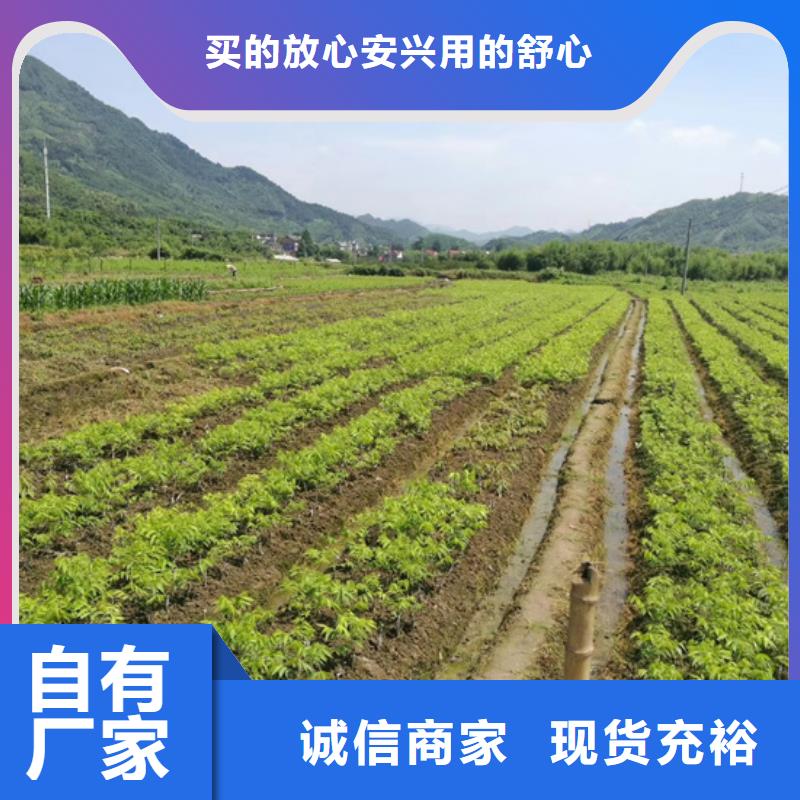 碧根果_西瓜番石榴苗源头厂家直销价格公道合理