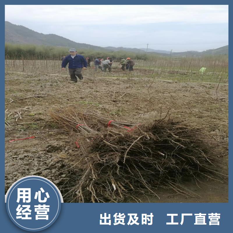 碧根果苹果苗品质商家附近生产商