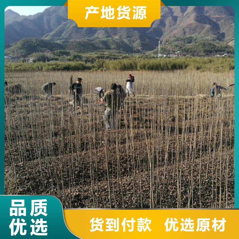 【碧根果】无花果苗当日价格源头厂家经验丰富