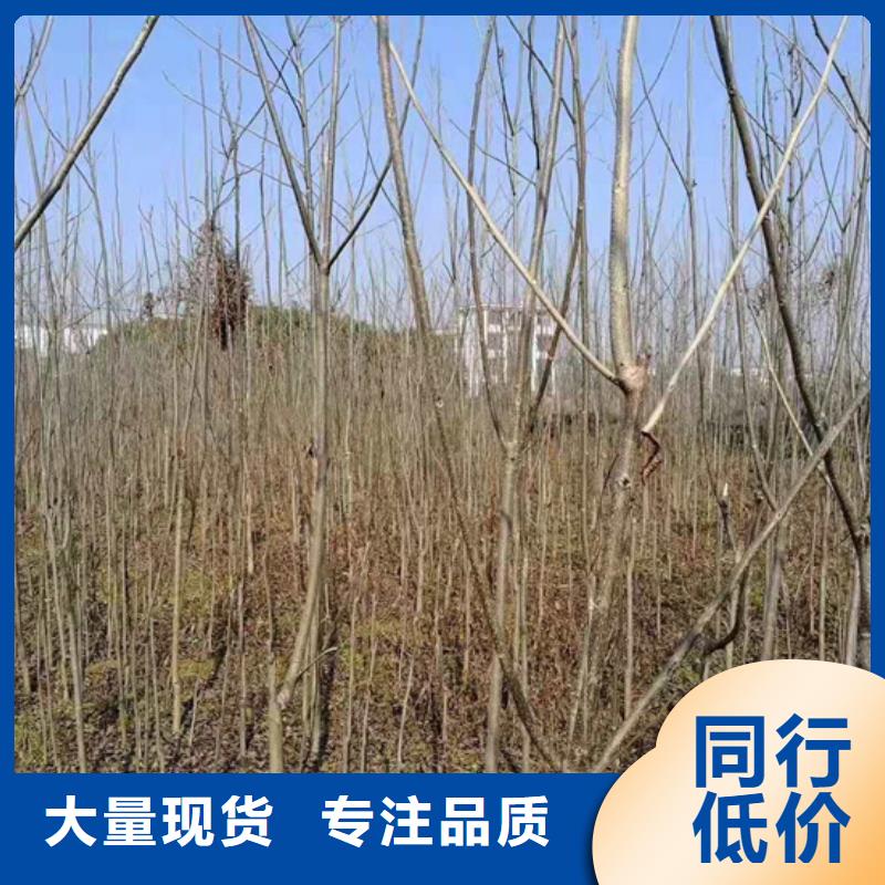 碧根果苹果苗一件也发货附近公司