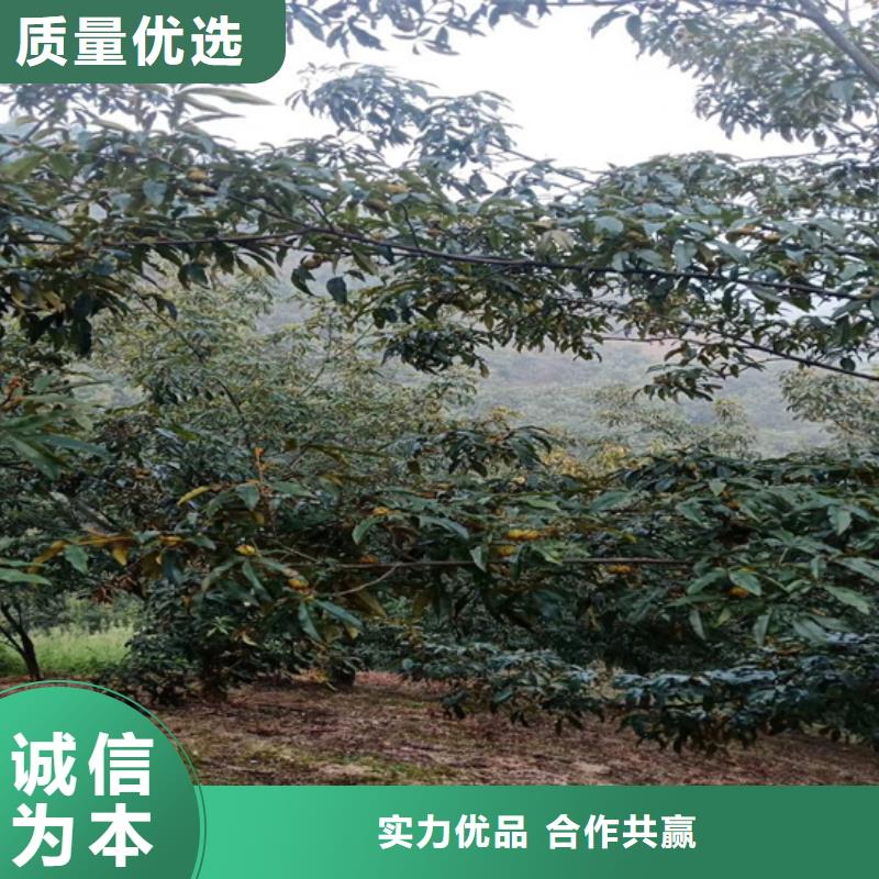 碧根果【梨树苗】精心打造当地生产商