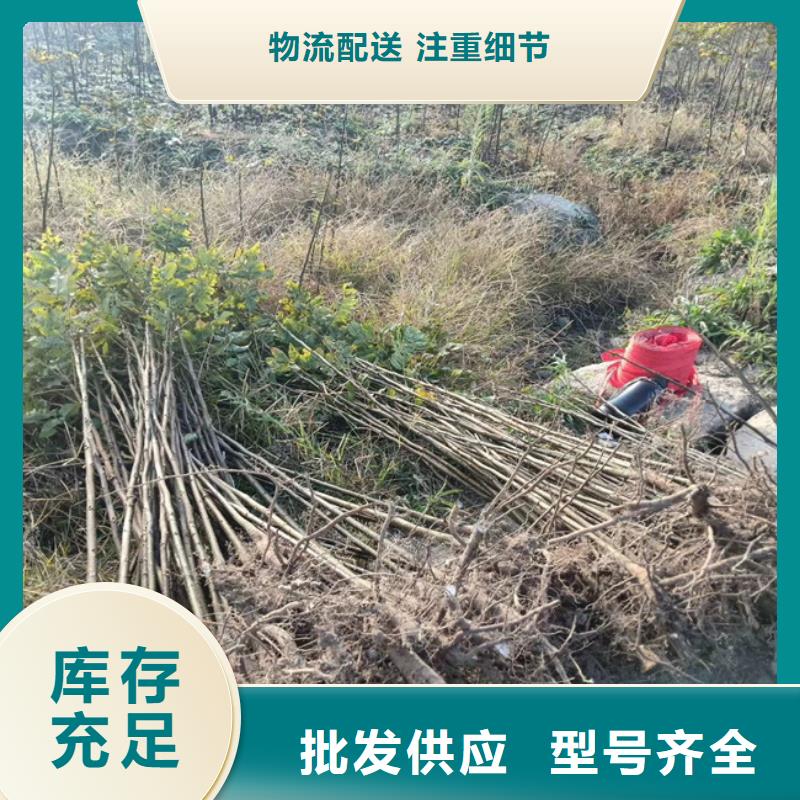 【碧根果石榴树现货快速采购】按需定制